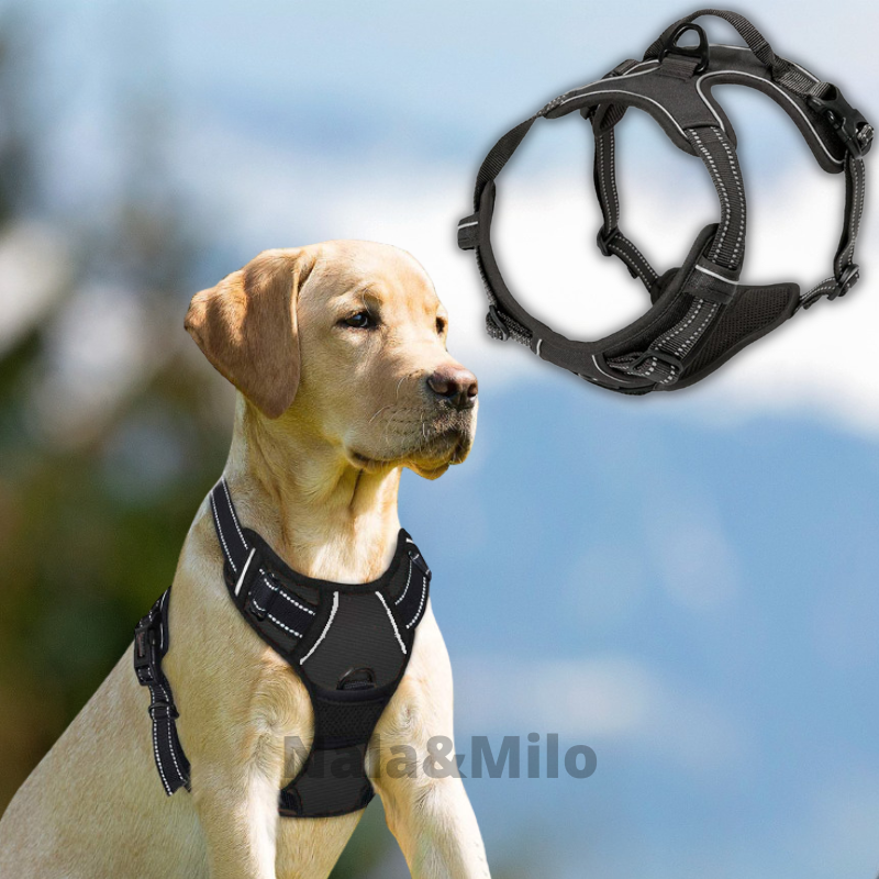 Collier Anti Traction Chien