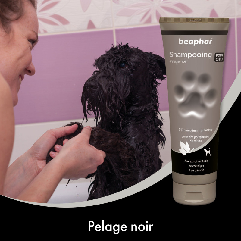 Shampooing pour pelage noir extraits naturels de châtaigne & de chicorée