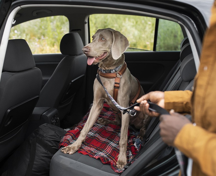 Grille de voiture pour chien : assurez la sécurité de votre chien