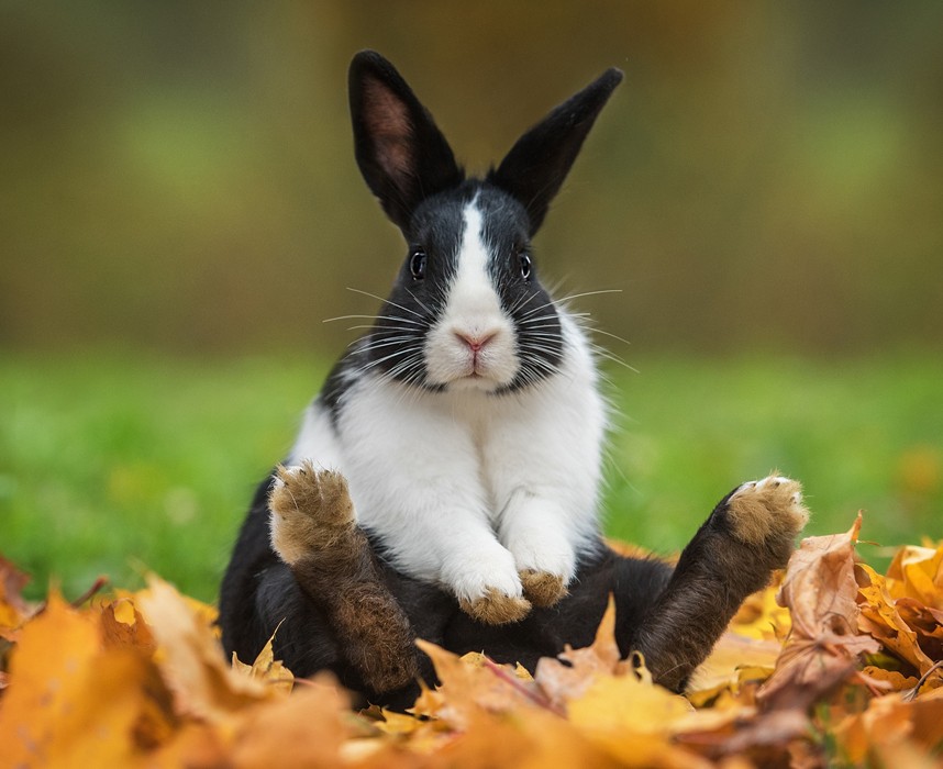Vêtement pour lapin - Habit pour lapin - Harnais pour lapin- Mon lapin Nain