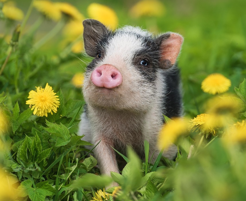 Nos conseils pour adopter un cochon domestique !