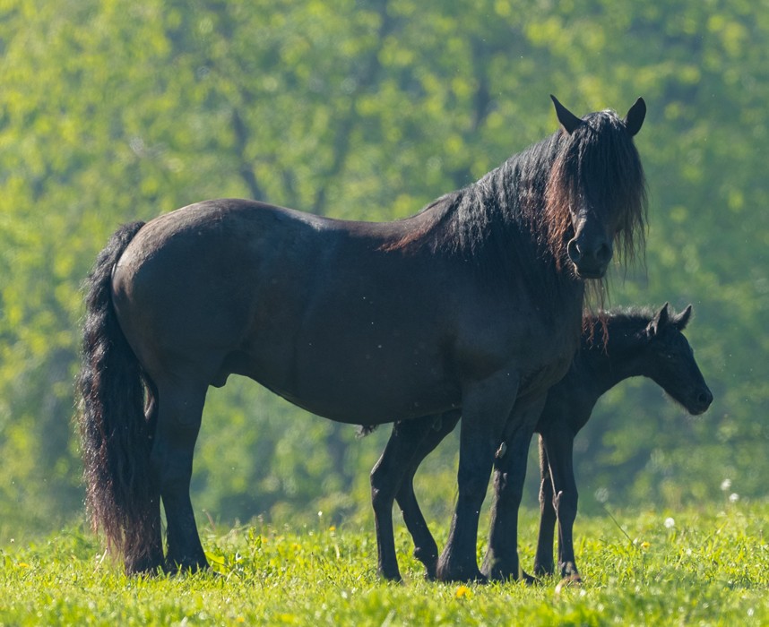 Le Mérens, ce grand poney noir robuste et polyvalent