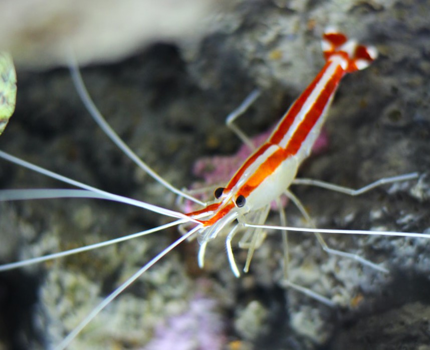 Les crevettes d'aquarium d'eau douce, conseils pour bien démarrer