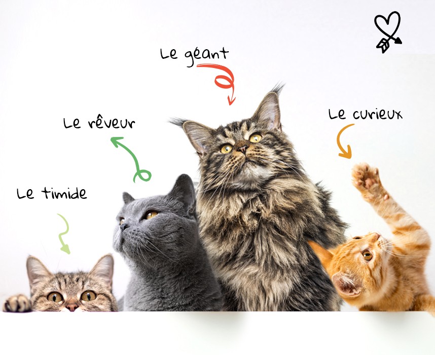 Le Maine Coon, câlin et majestueux, est le chat préféré des Français !